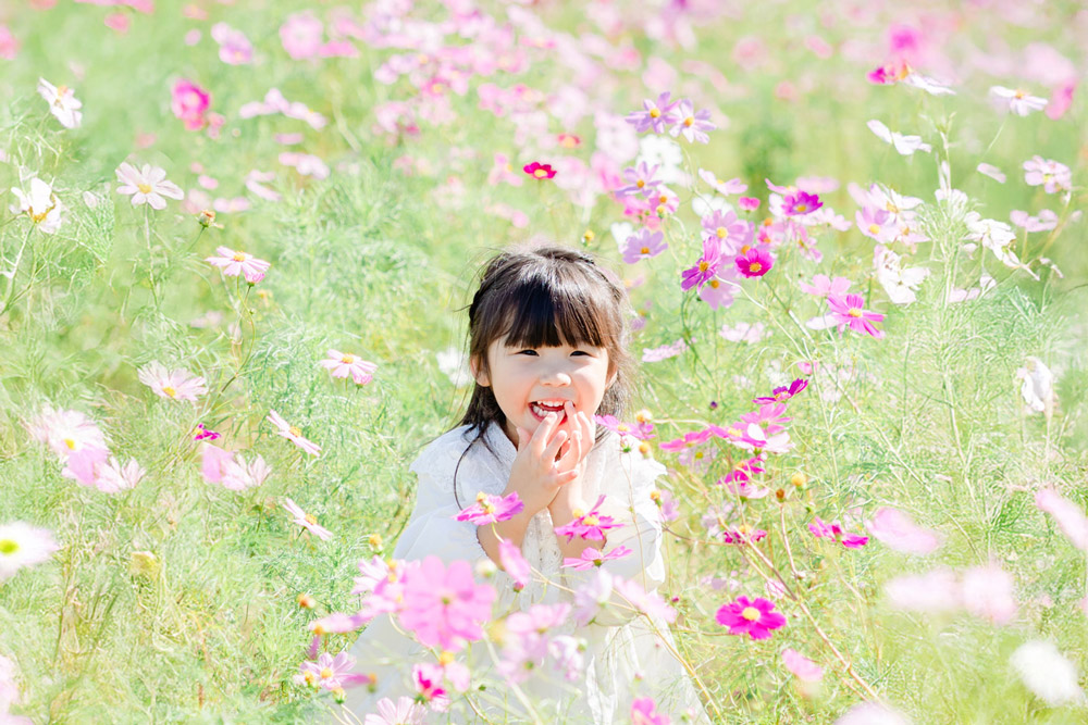 コスモス畑の子供の写真